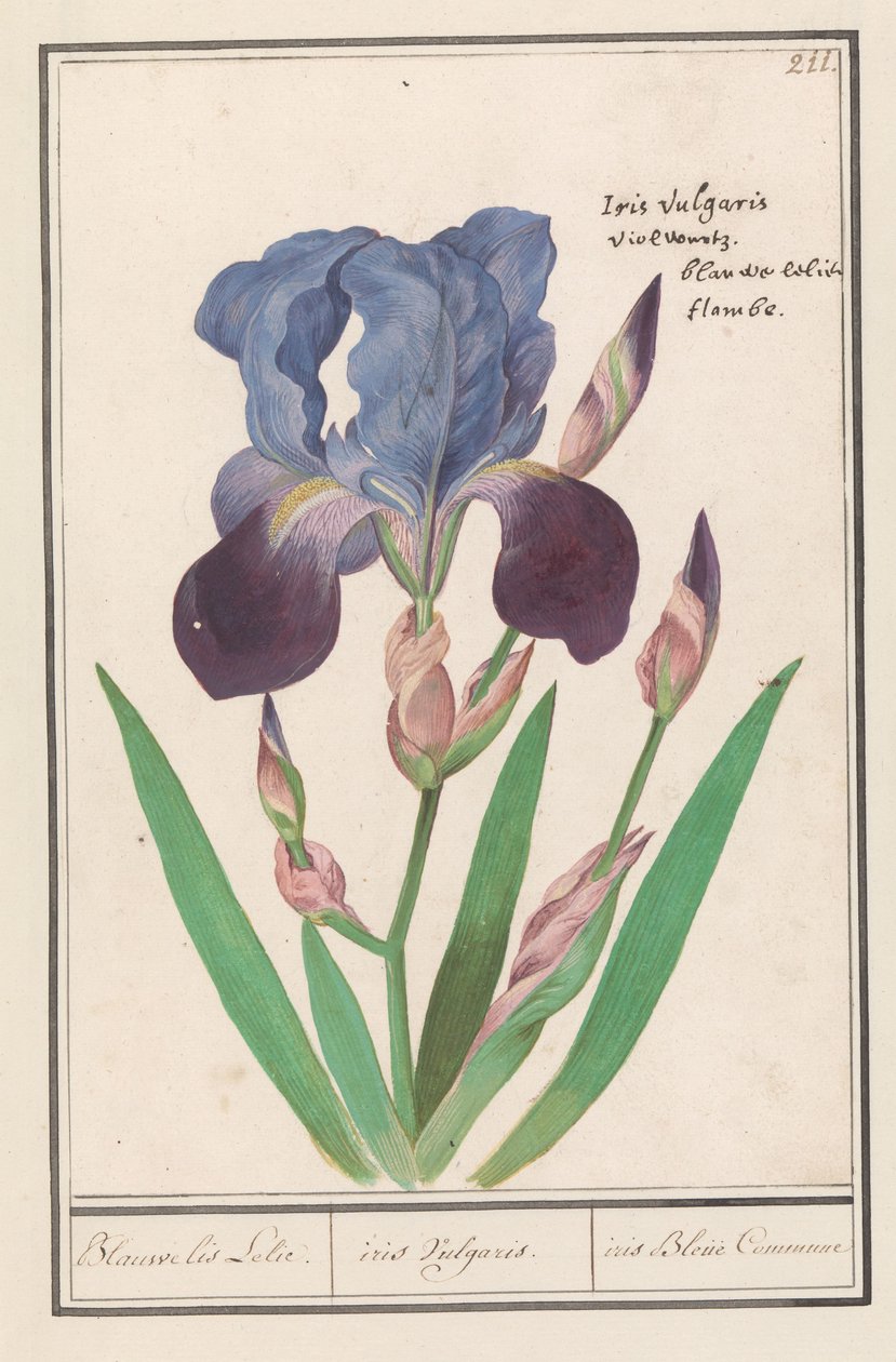 Lila írisz (Iris germanica) Kék írisz liliom. / írisz Vulgaris. / iris Blue Commune (cím az objektumon) alkotó: Anselmus Boëtius de Boodt
