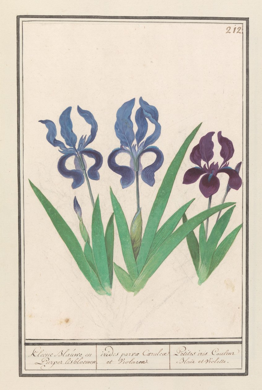 Paarse írisz (Iris germanica) Kleene Blauwe en Puper lisbloemen / kis lila és lila szivárványok. / Petites irises Couleur Bleue et Violette (cím a tárgyon) alkotó: Anselmus Boëtius de Boodt