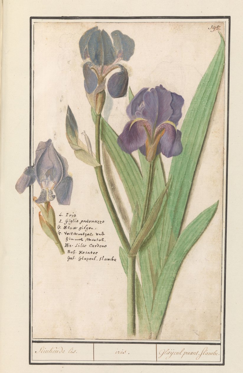 Paarse írisz (Iris germanica) Stinkende lis. /írisz. / Büdös kardvirág. Lángok. (cím a tárgyon) alkotó: Anselmus Boëtius de Boodt