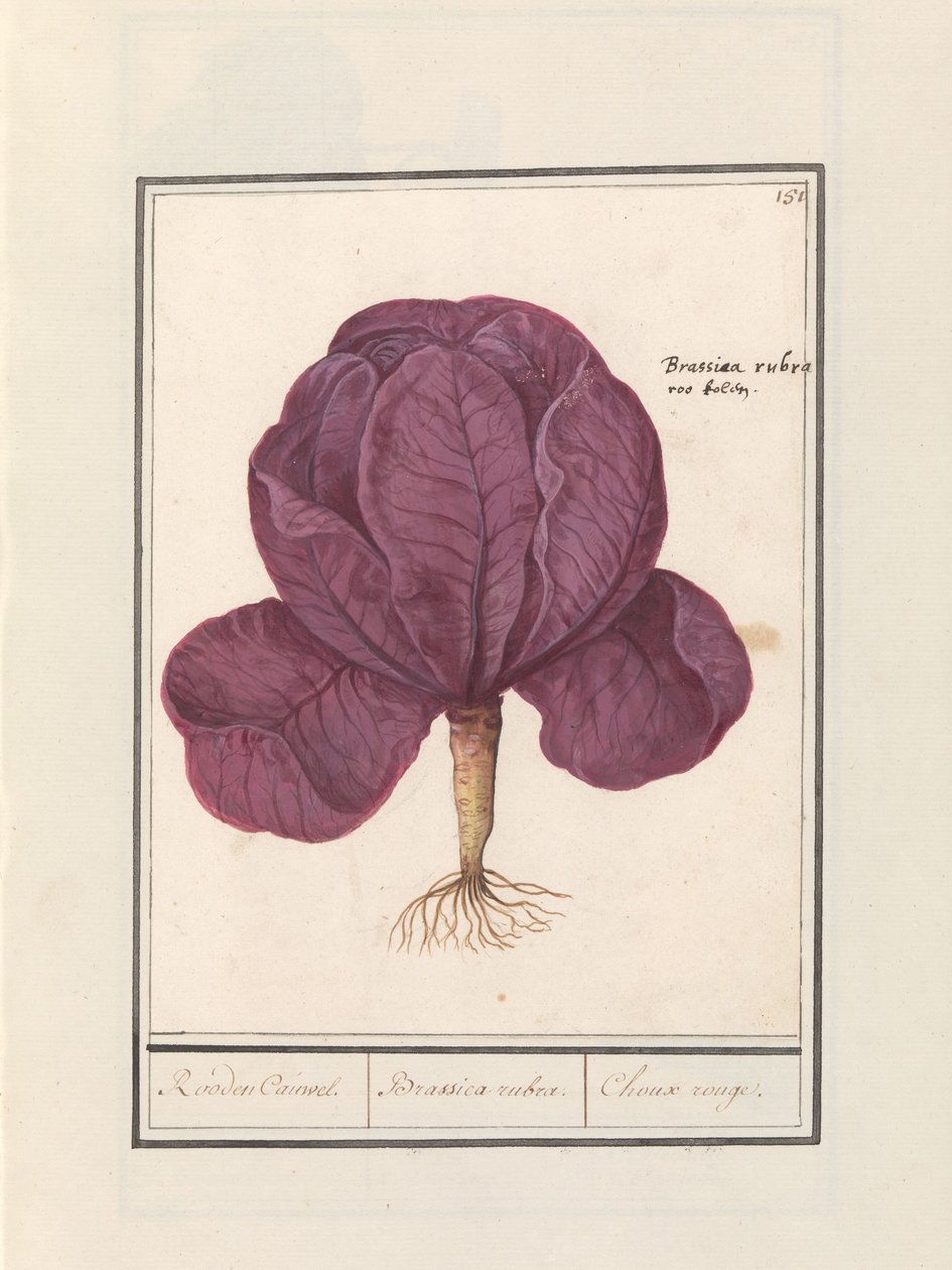 Vörös káposzta (Brassica oleracea convar. capitata var. rubra) Vörös Cauwel. / Brassica rubra. / Choux rouge (cím a tárgyon) alkotó: Anselmus Boëtius de Boodt