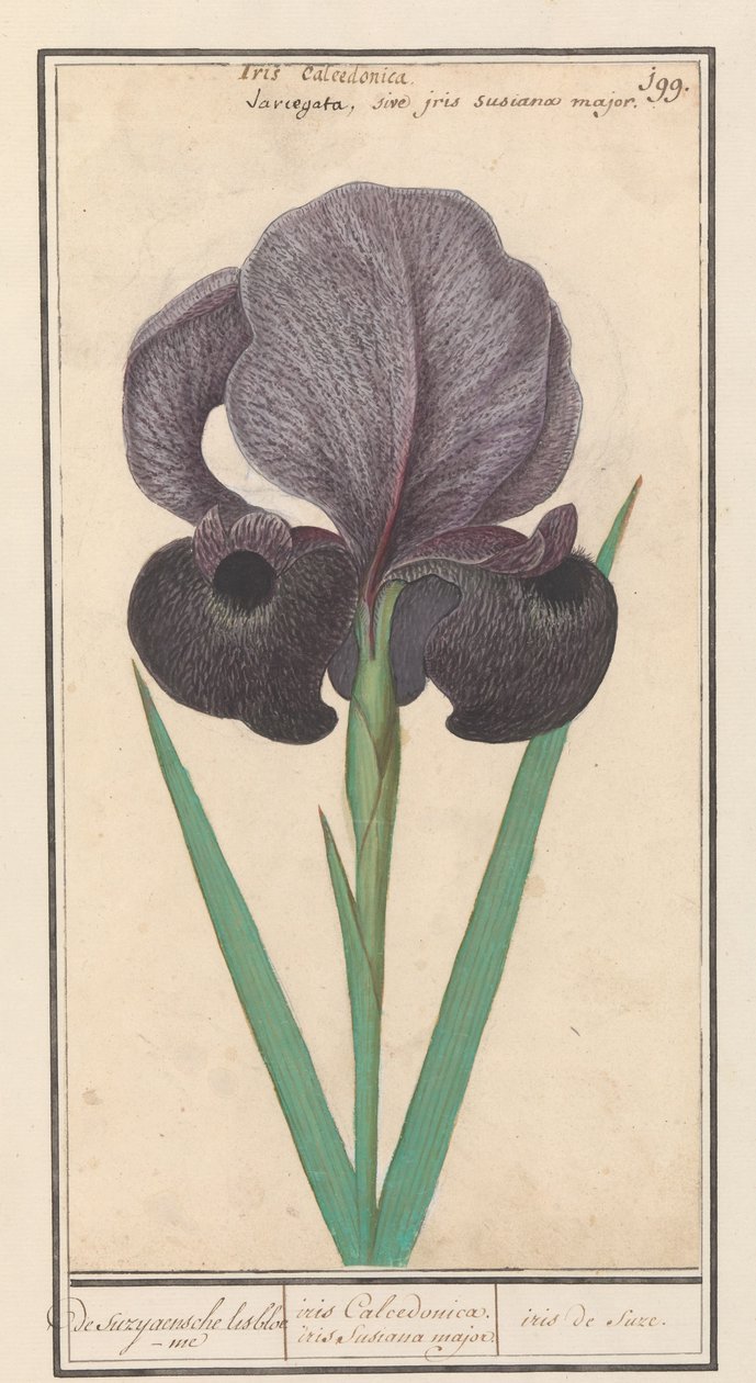 Rouw írisz (Iris susiana) from suzyaensche lisbloeme / iris Calcedonica. írisz Susiana major. / suze írisz. (cím a tárgyon) alkotó: Anselmus Boëtius de Boodt