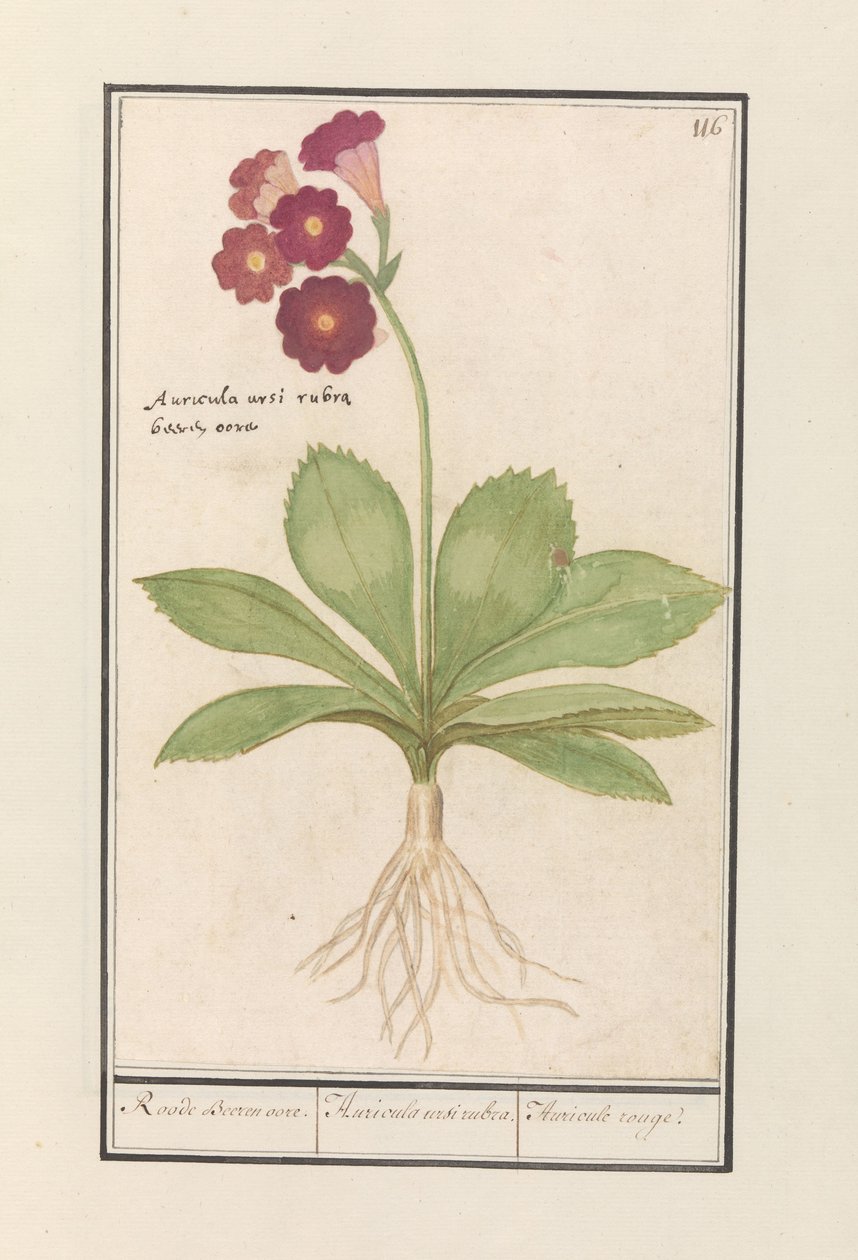 kankalin (Primula) Vörös Medve füle. / Auricula ursi rubra. / Auricule rouge (cím a tárgyon) alkotó: Anselmus Boëtius de Boodt