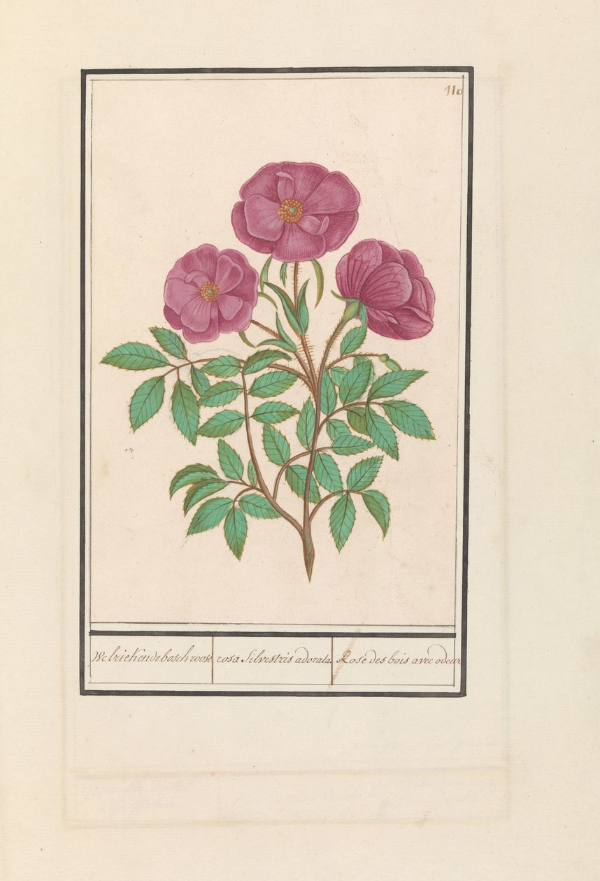 Wilde Roos (Rosa) Welriekende bosch roose / rosa silverstris adorata. / Erdei rózsa illattal (cím a tárgyon) alkotó: Anselmus Boëtius de Boodt