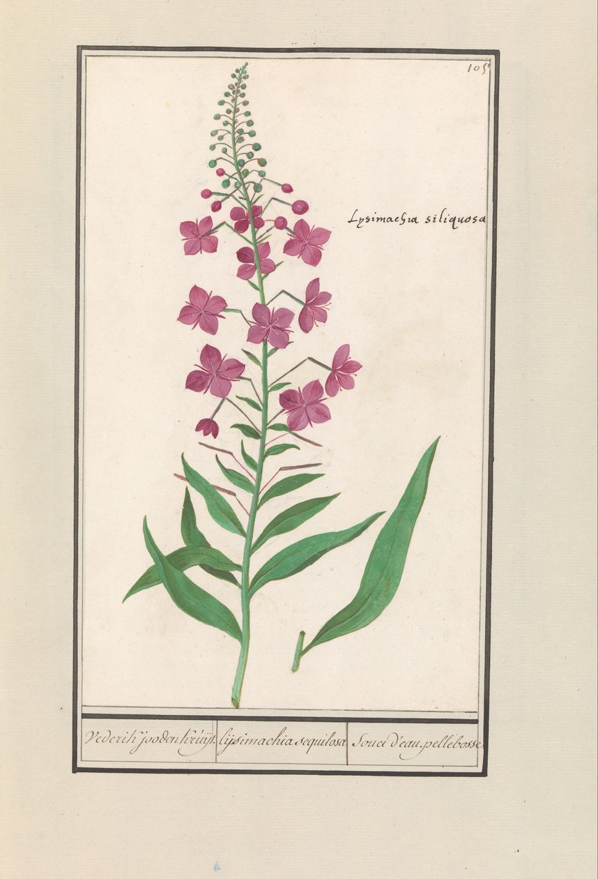 Tűzfű (Chamerion angustifolium) Ismét a zsidók Kruyt. / lysimachia sequilosa / Souci d