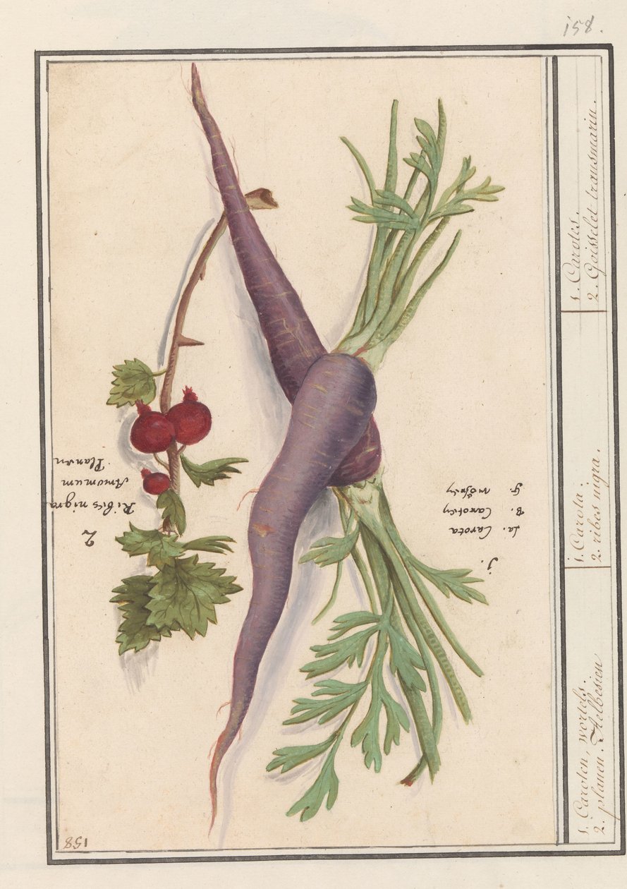 Wortel (Daucus carota) ride besben (Ribes rubrum) 1. Karotin, wortels. 2. Planen Aelbesien / 1. Carota. 2. ribes nigra. / 1. Carote. 2. Goisselet transzmarin. (cím a tárgyon) alkotó: Anselmus Boëtius de Boodt