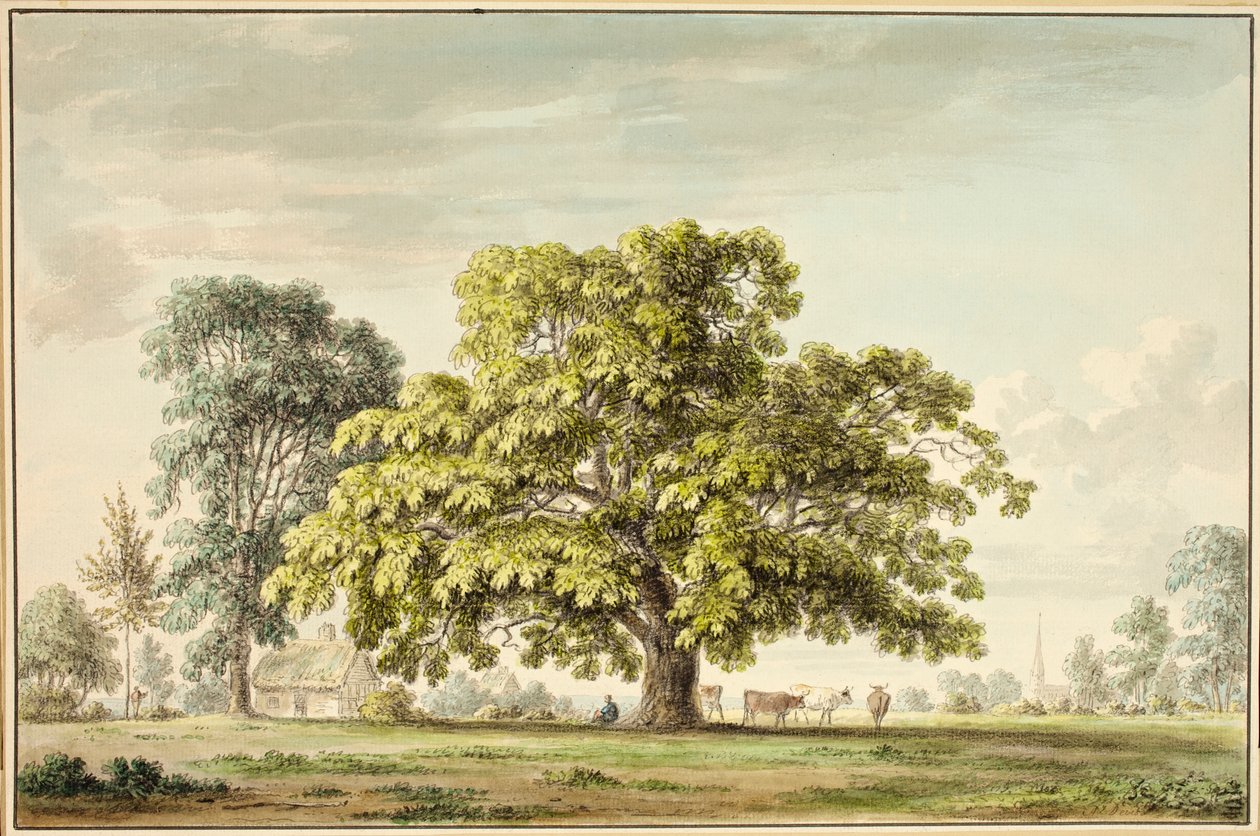 Diófa Dentonban, Grantham közelében (wc és tinta) alkotó: Anthony Devis