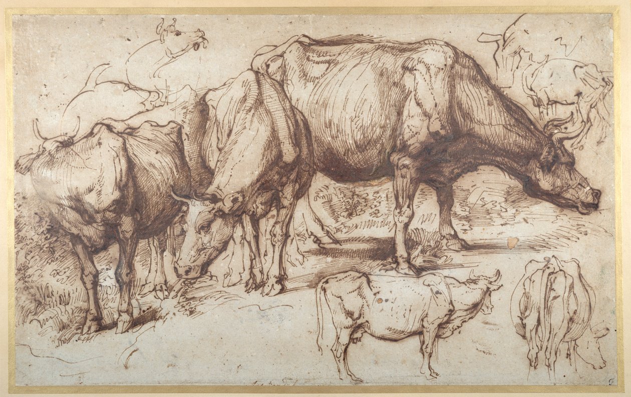 Szarvasmarha a legelőn, 1618-20 körül (toll és tinta mosással papíron) alkotó: Anthony van Dyck