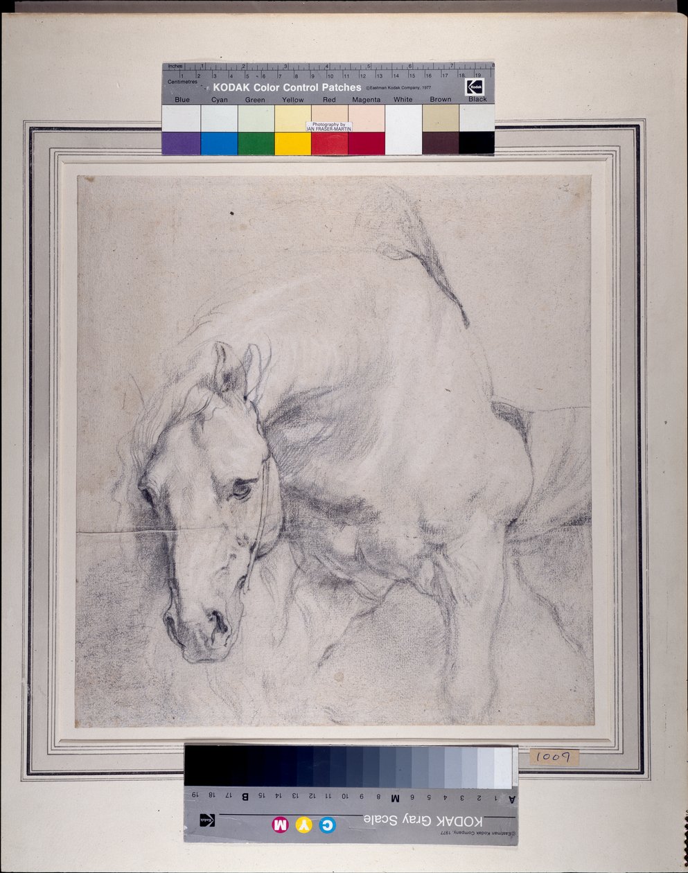 Egy szürke ló feje és elülső negyede (fekete kréta, fehérrel kiemelve a papíron) alkotó: Anthony van Dyck