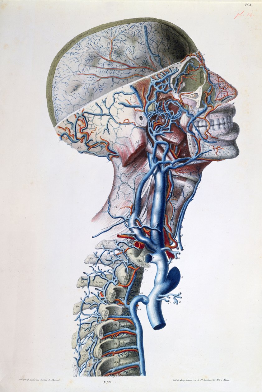 Vénák és artériák a fejben, lemez Gilbert Breschet (1784-1845) "Recherches Anatomiques, Physiologiques, et Pathologiques sur le System Veineux" című művéből, Engelmann metszete, Párizs, 1829 (színes l alkotó: Antoine Chazal