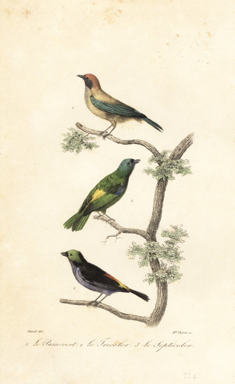 Burnished-buff tanager, zöldfejű tanager és paradicsomi tanage alkotó: Antoine (after) Chazal
