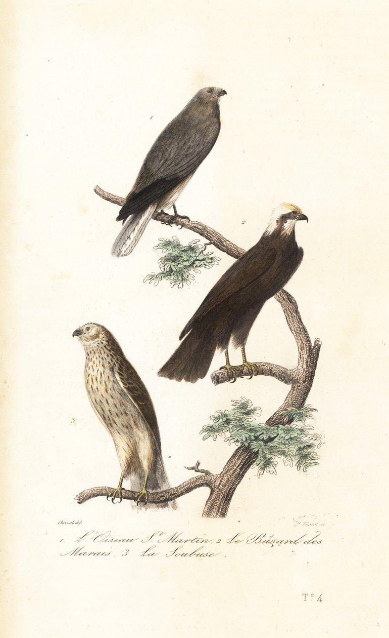 A tyúkrigó, az eurázsiai mocsári rétis és a Montagu-rigó. alkotó: Antoine (after) Chazal