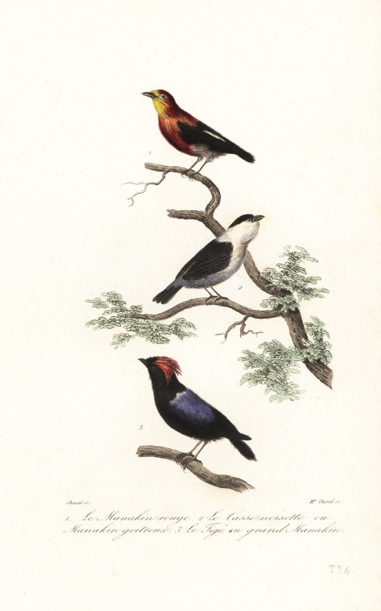 Manakin fajok. alkotó: Antoine (after) Chazal