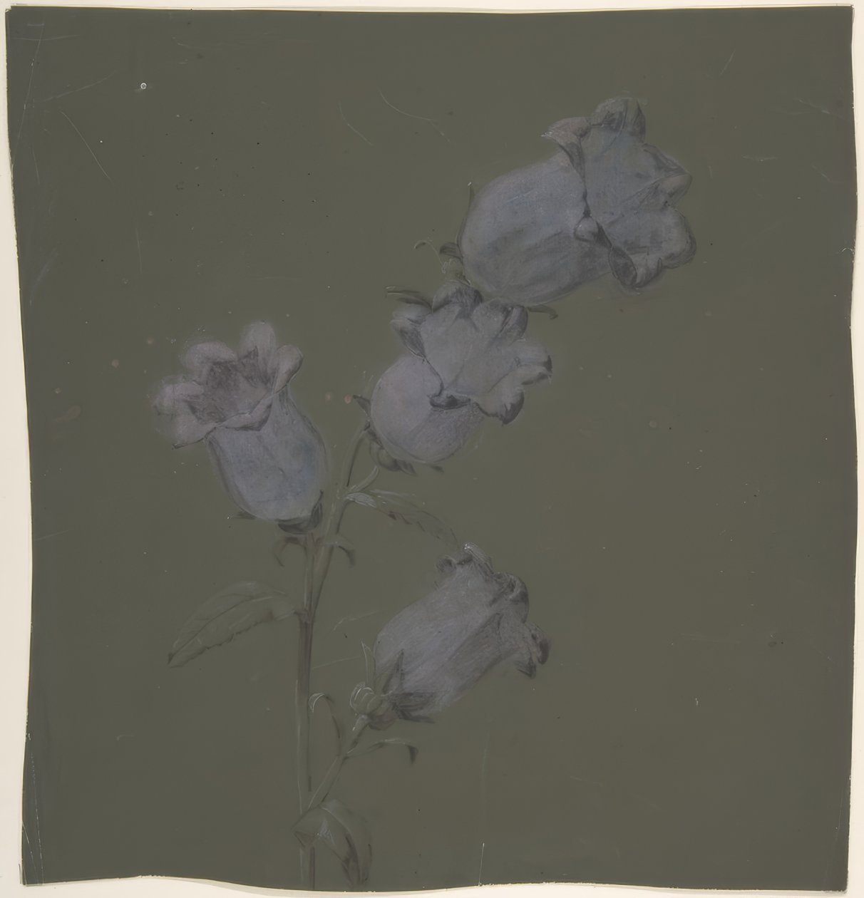 Canterbury Bells permetezése alkotó: Antoine Berjon