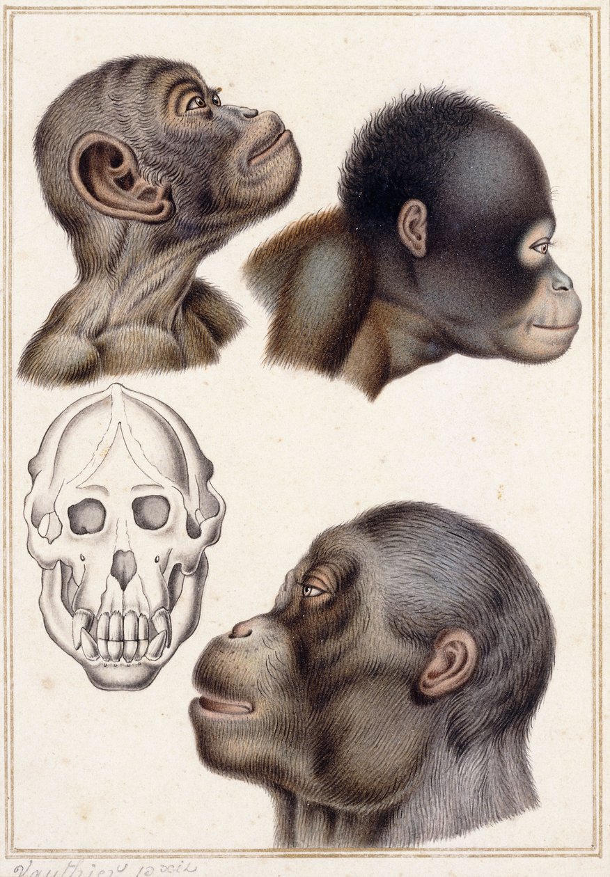 Pongo koponyája alkotó: Antoine Charles Vauthier