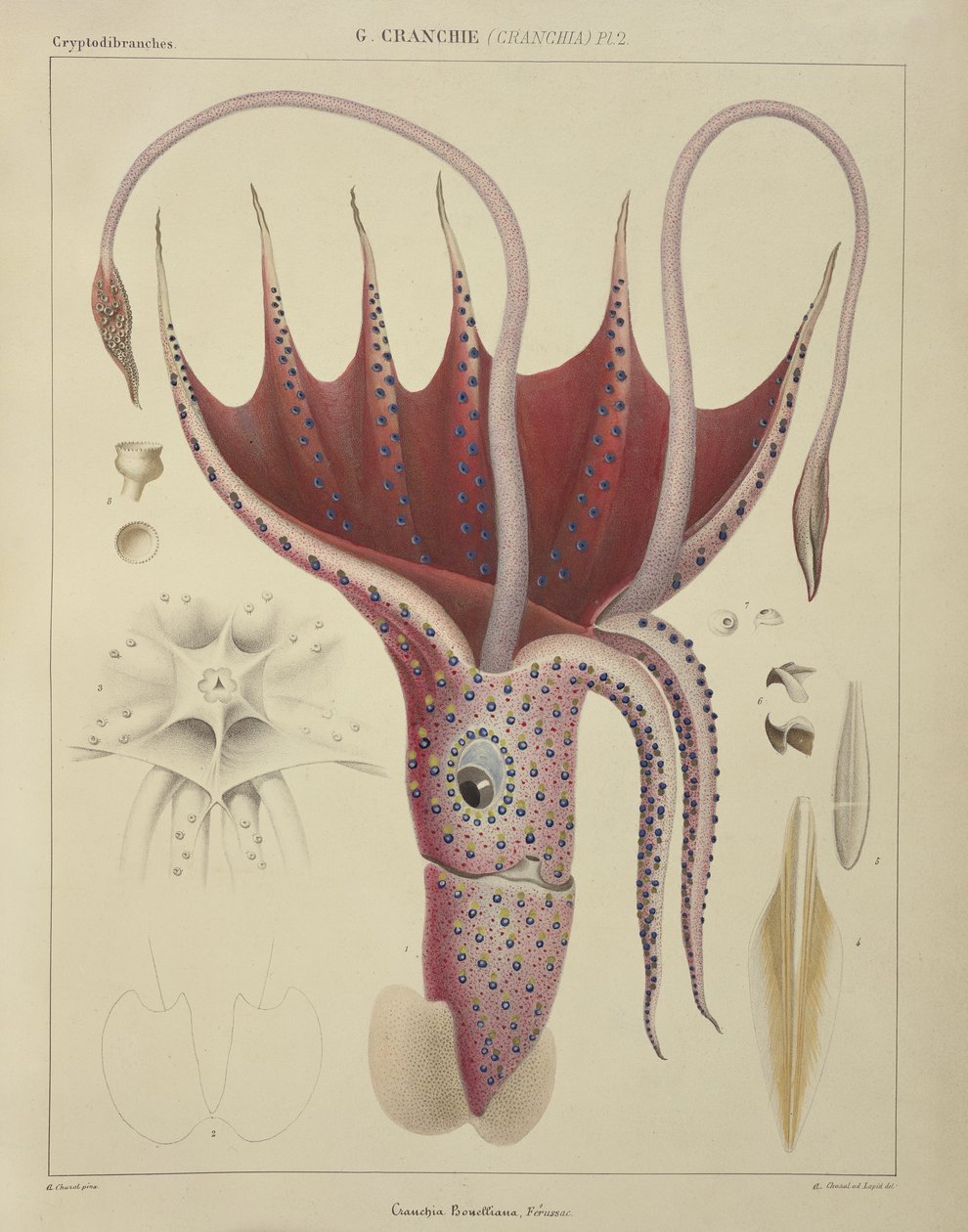 Squid, Pl. 2, 