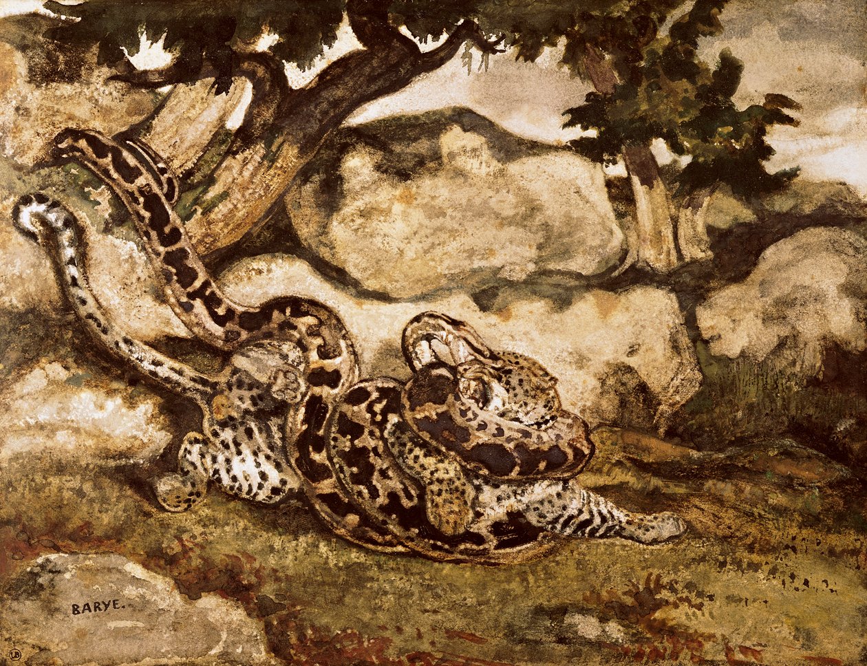 Egy Python megöl egy tigrist (wc és gouache papíron) alkotó: Antoine Louis Barye
