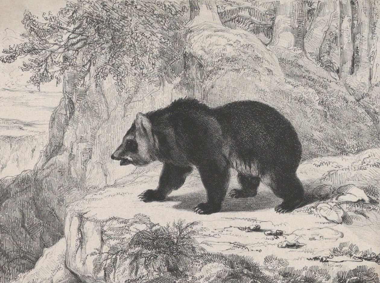 Mississippi Medve, 1836. alkotó: Antoine Louis Barye