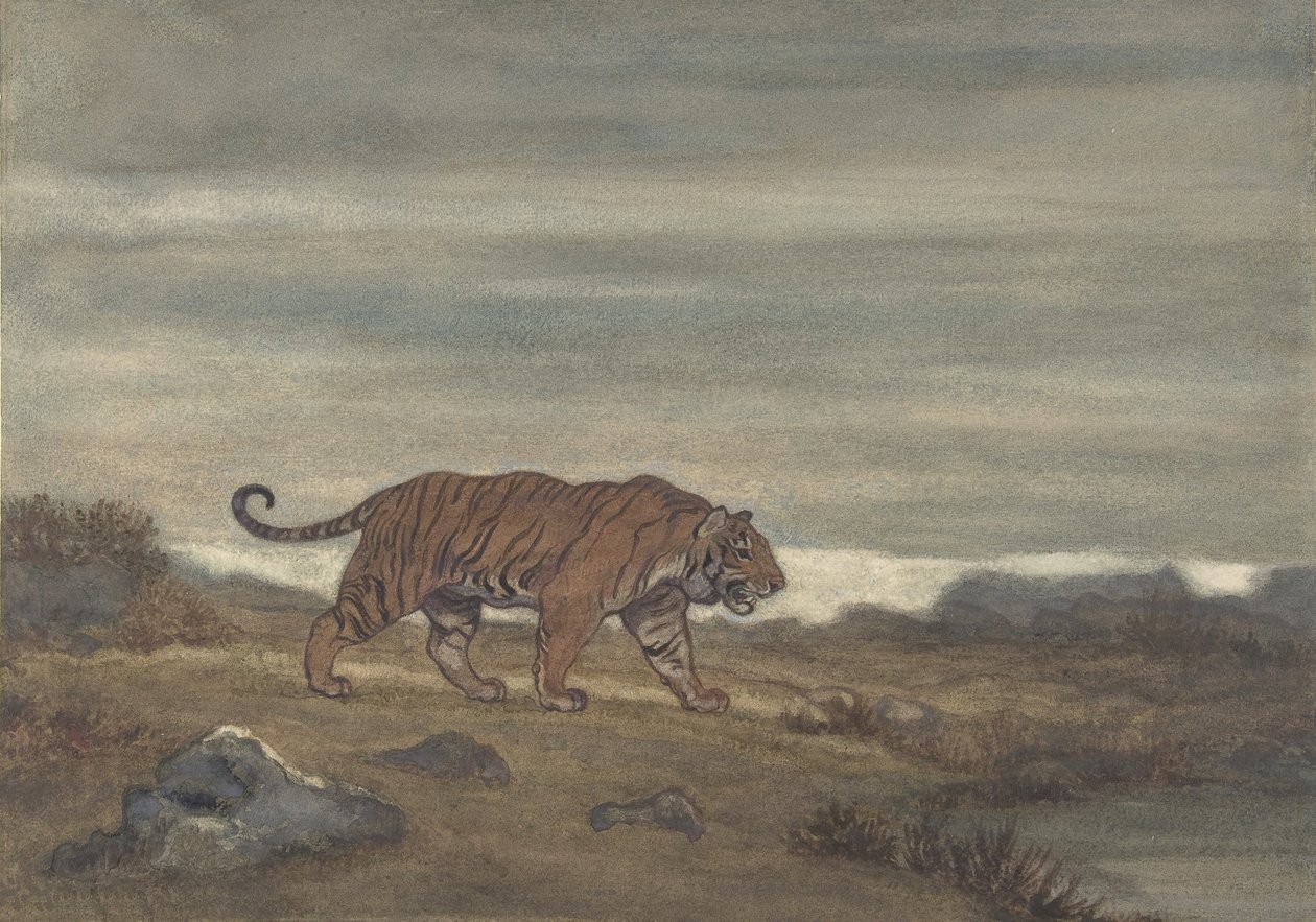 Tigris közeledik a medencéhez, 1810-75. alkotó: Antoine Louis Barye