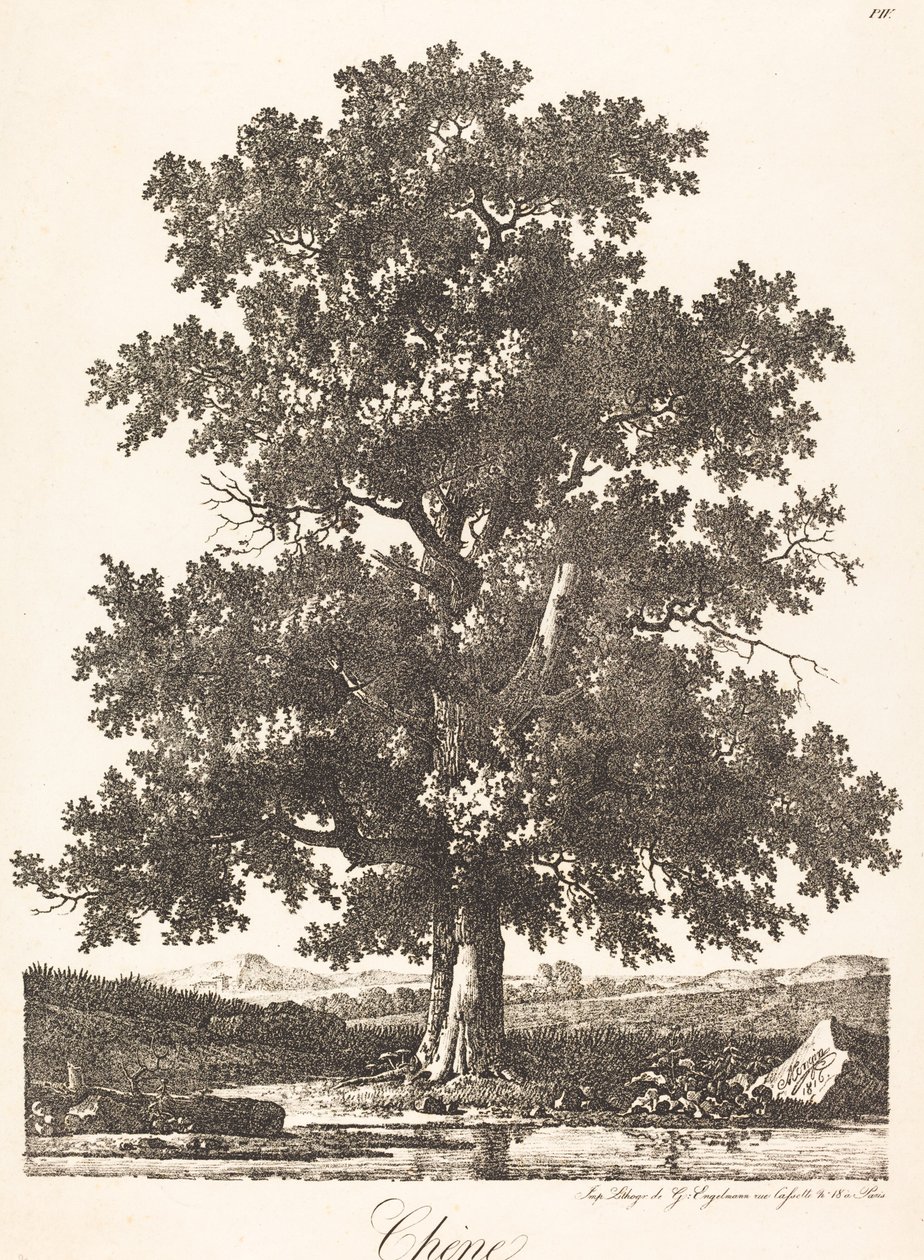 Chene (tölgyfa) alkotó: Antoine Pierre Mongin