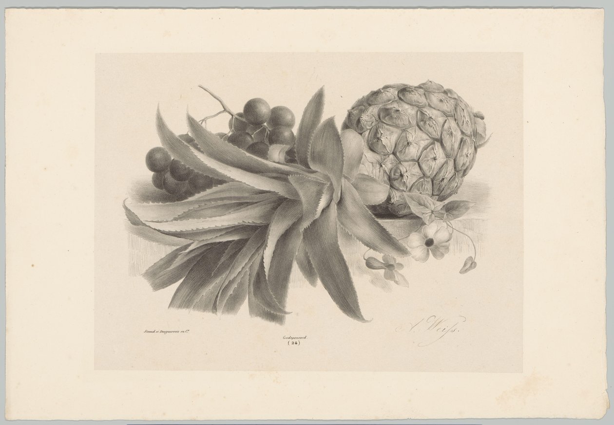 Ananász és szőlő Flower and Fruit Studies (...) 10. epizód (sorozat címe) alkotó: Anton Weiss