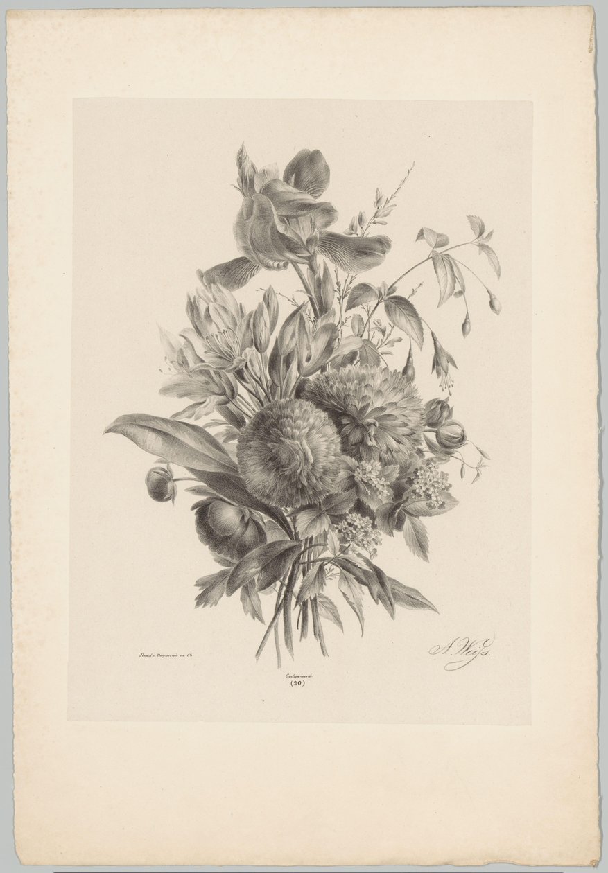 Szegfű és liliomok Flower and Fruit Studies (...) 10. epizód (sorozat címe) alkotó: Anton Weiss