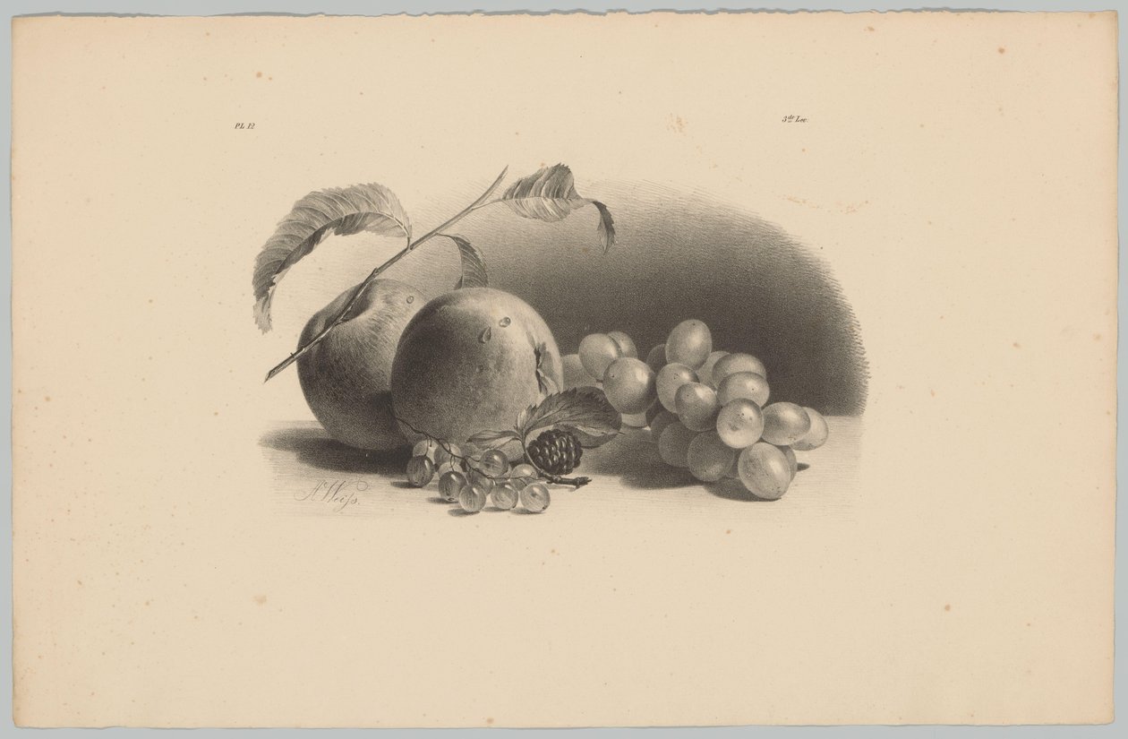 Alma, bogyós gyümölcsök, szeder és szőlő Flower and Fruit Studies (...) 3. epizód (sorozat címe) alkotó: Anton Weiss