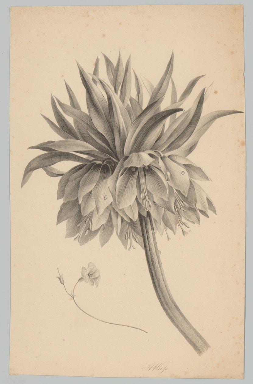 Virág a száron Flower and Fruit Studies (...) 3. epizód (sorozat címe) alkotó: Anton Weiss