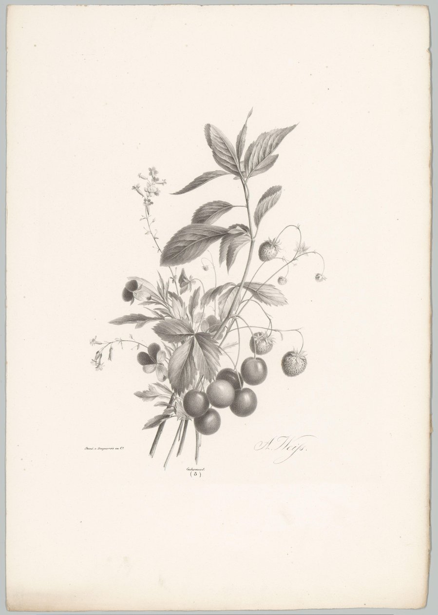 Virágok, eper és cseresznye Flower and Fruit Studies (...) 10. epizód (sorozat címe) alkotó: Anton Weiss