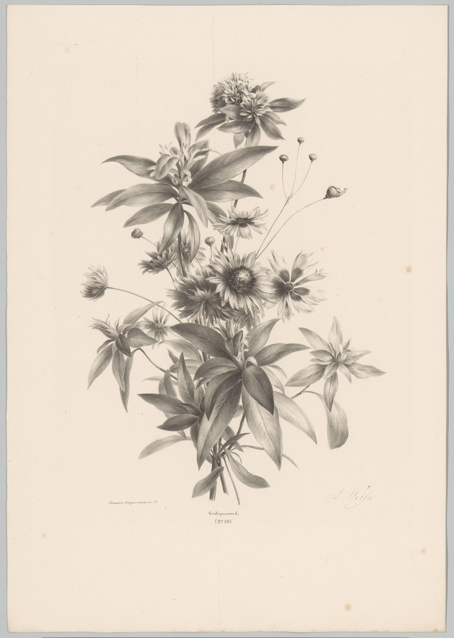 Különféle virágok Flower and Fruit Studies (...) 10. epizód (sorozat címe) alkotó: Anton Weiss