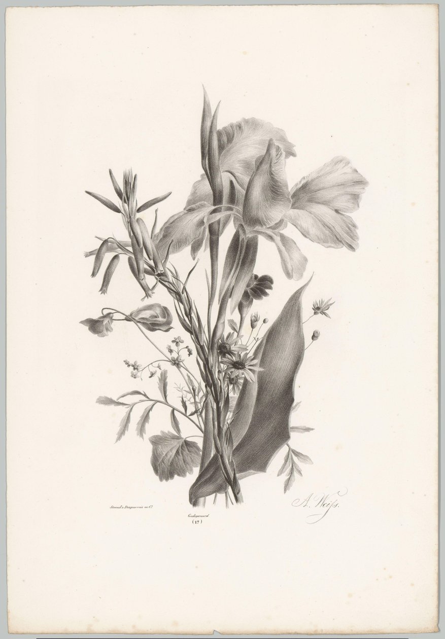 Különféle virágok Flower and Fruit Studies (...) 10. epizód (sorozat címe) alkotó: Anton Weiss