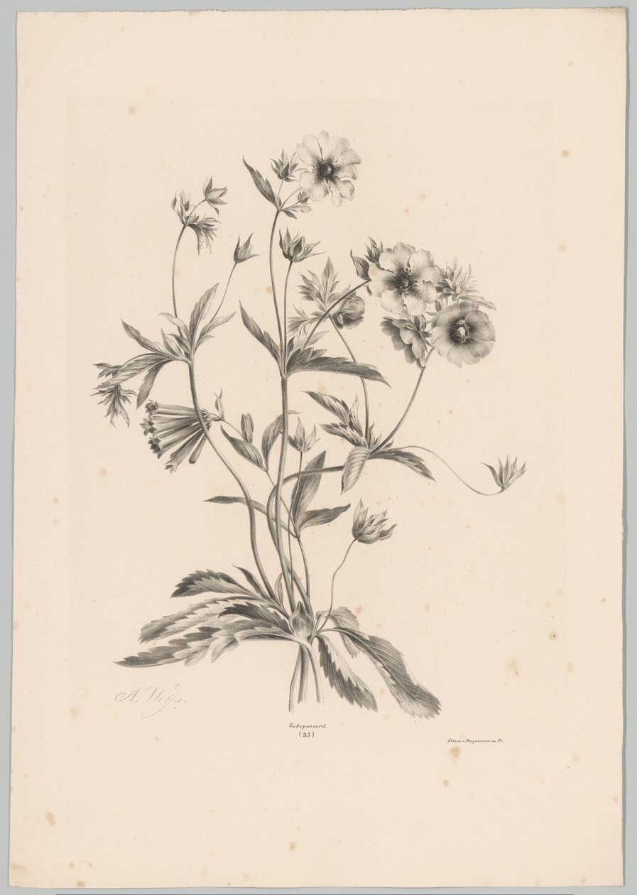 Különféle virágok Flower and Fruit Studies (...) 10. epizód (sorozat címe) alkotó: Anton Weiss