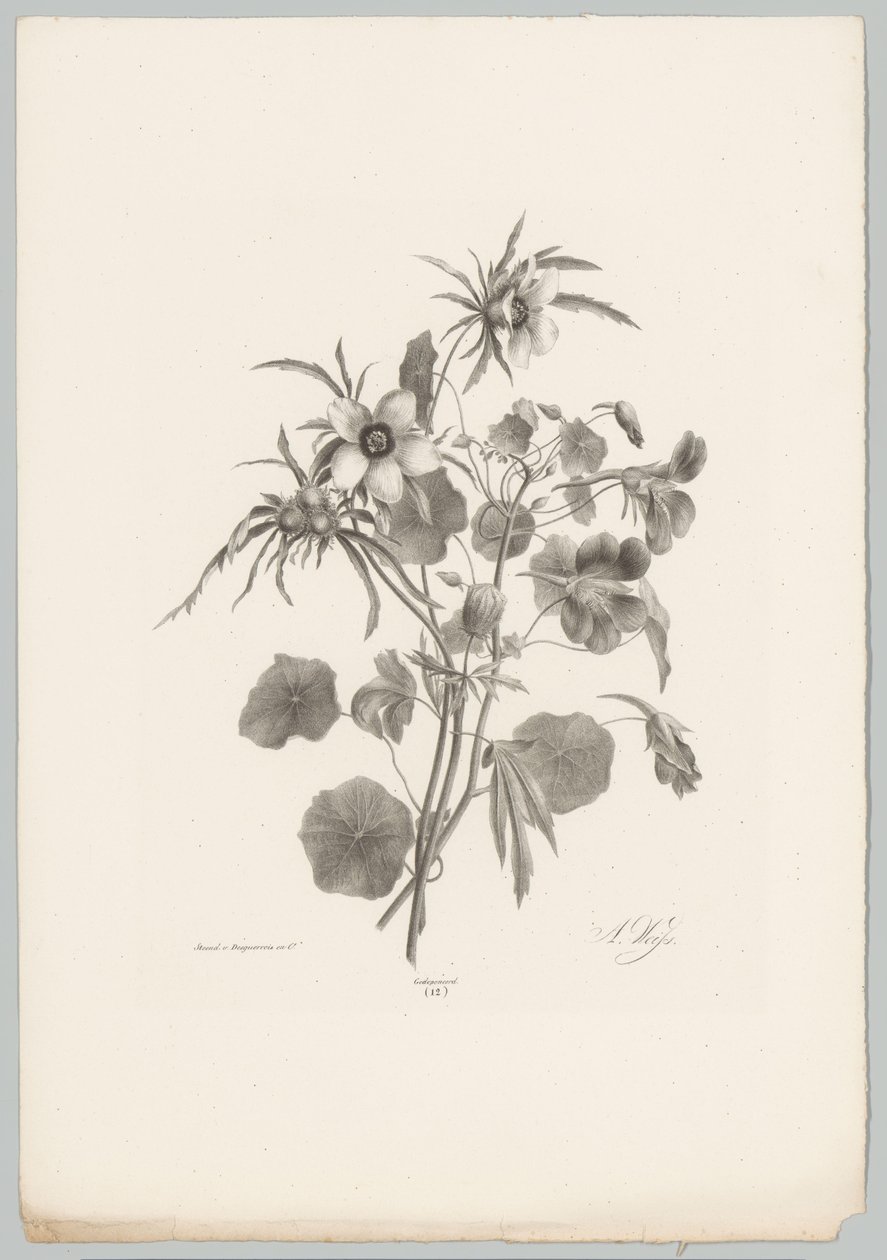 Különféle virágok Flower and Fruit Studies (...) 10. epizód (sorozat címe) alkotó: Anton Weiss
