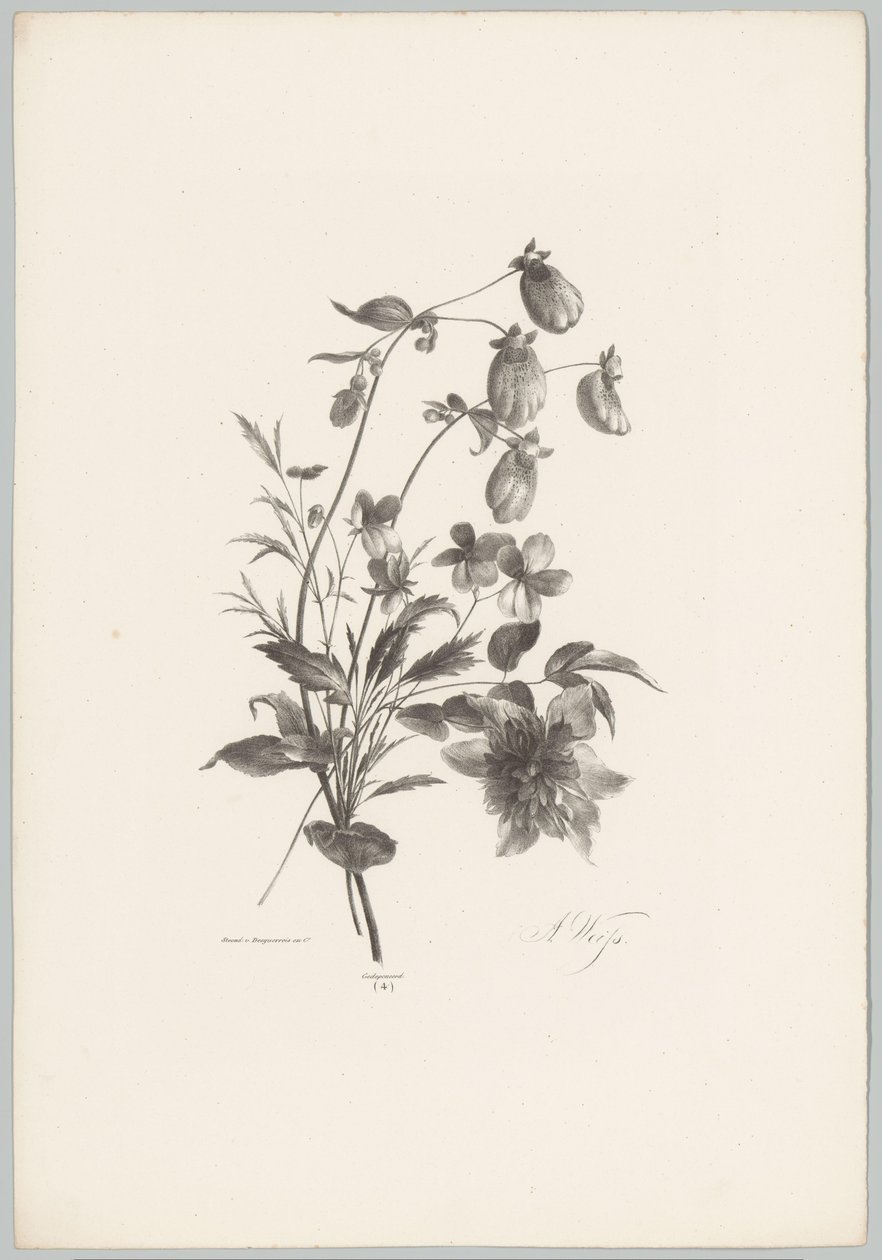 Különféle virágok Flower and Fruit Studies (...) 10. epizód (sorozat címe) alkotó: Anton Weiss