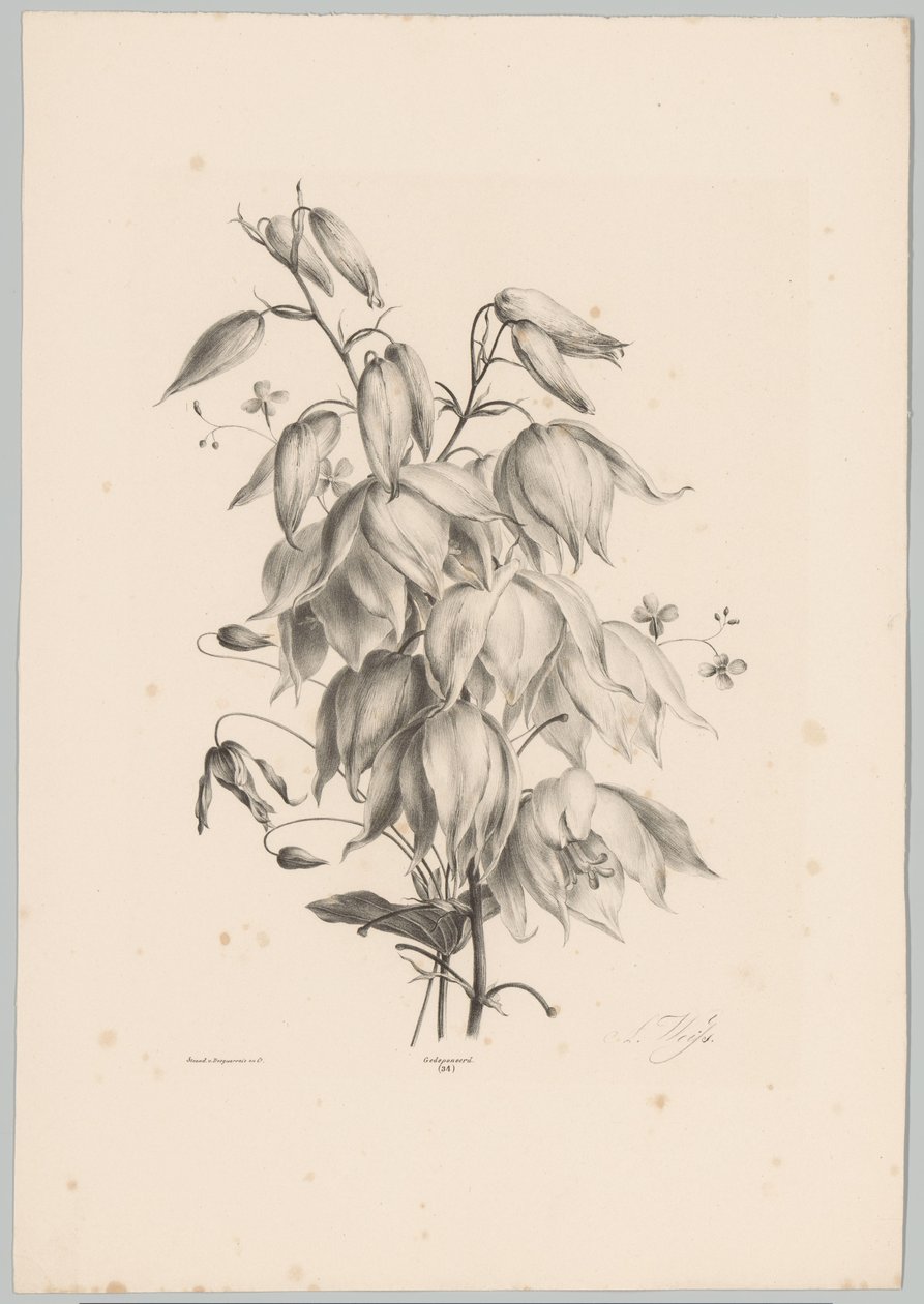 függő virágok Flower and Fruit Studies (...) 10. epizód (sorozat címe) alkotó: Anton Weiss