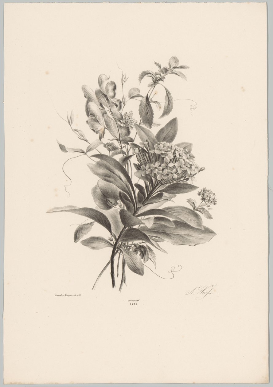 Hortenzia és egyéb virágok Flower and Fruit Studies (...) 10. epizód (sorozat címe) alkotó: Anton Weiss