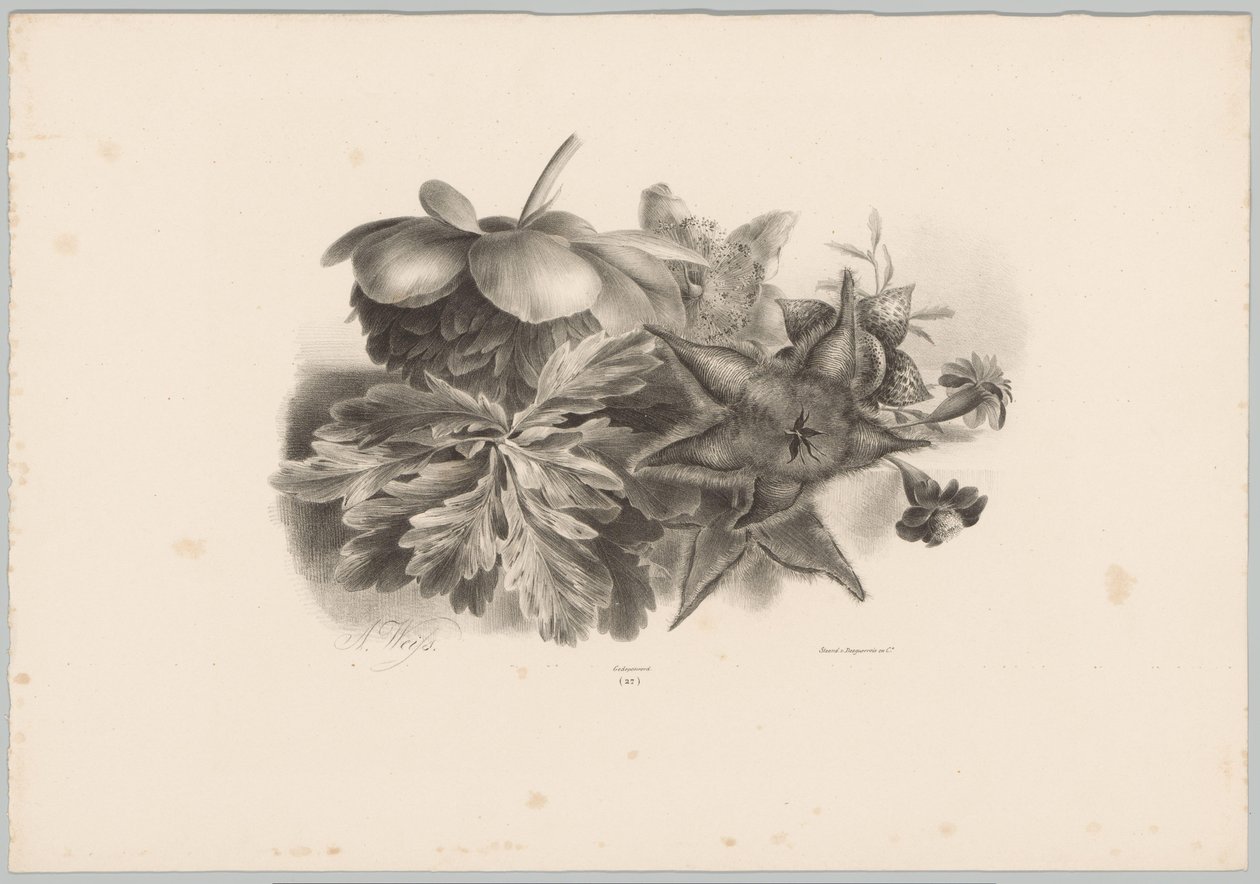 Passióvirágok és levelek Flower and Fruit Studies (...) 10. epizód (sorozat címe) alkotó: Anton Weiss