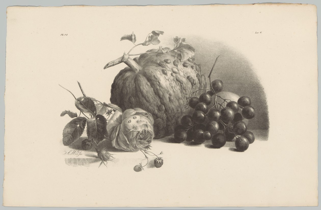 Sütőtök, szőlő, rózsa és eper Flower and Fruit Studies (...) 3. epizód (sorozat címe) alkotó: Anton Weiss