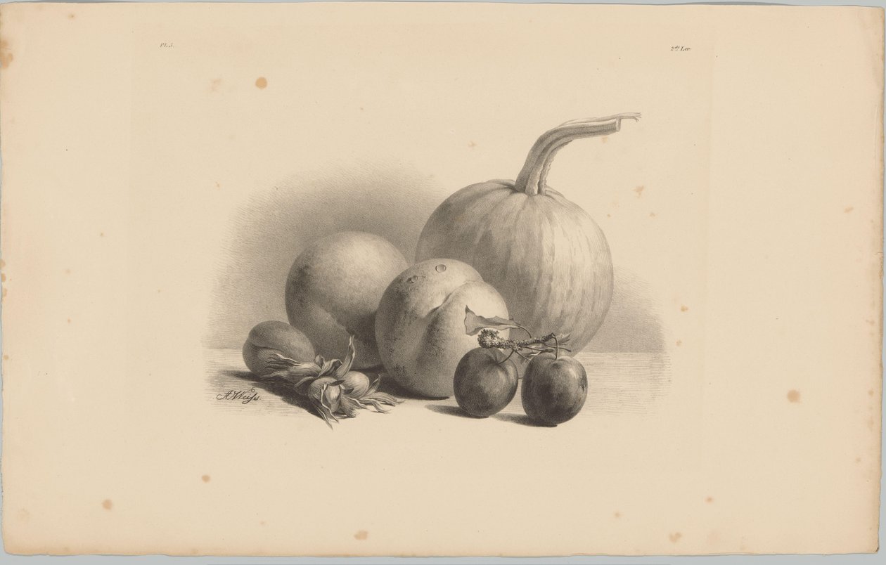 Sütőtök, őszibarack, sárgabarack, szilva és mogyoró Flower and Fruit Studies (...) 3. epizód (sorozat címe) alkotó: Anton Weiss