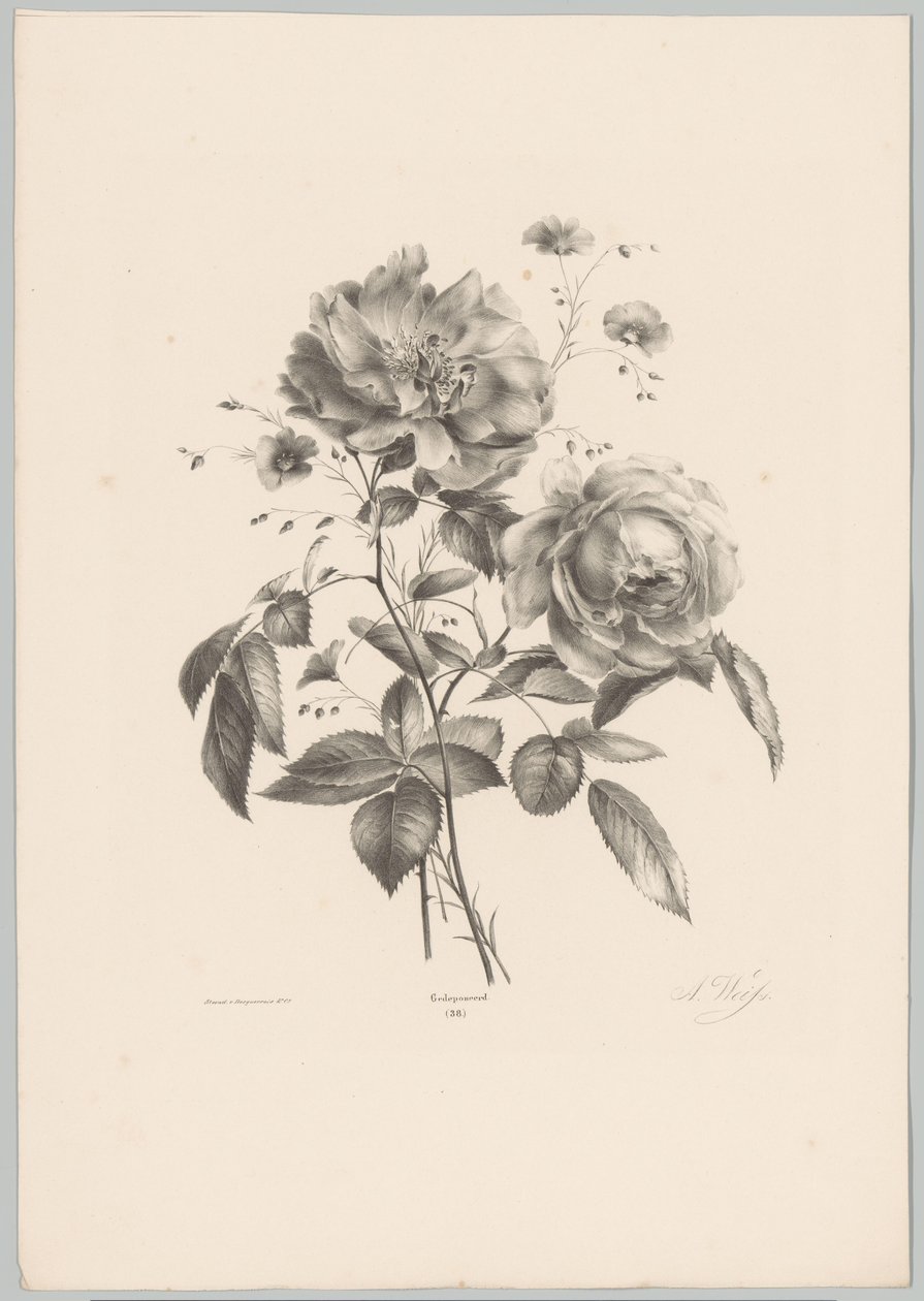 Rózsa és szegfű virág Flower and Fruit Studies (...) 10. epizód (sorozat címe) alkotó: Anton Weiss