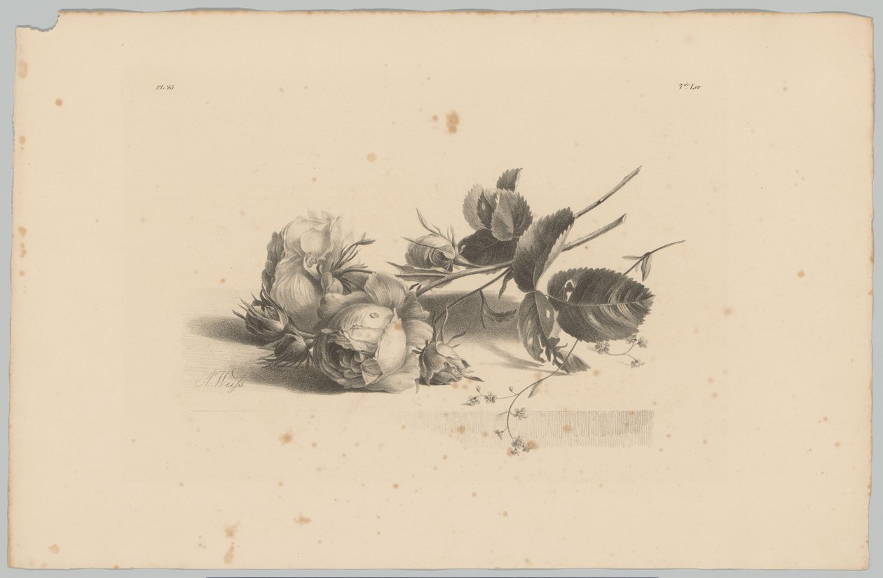 rózsákat Flower and Fruit Studies (...) 3. epizód (sorozat címe) alkotó: Anton Weiss