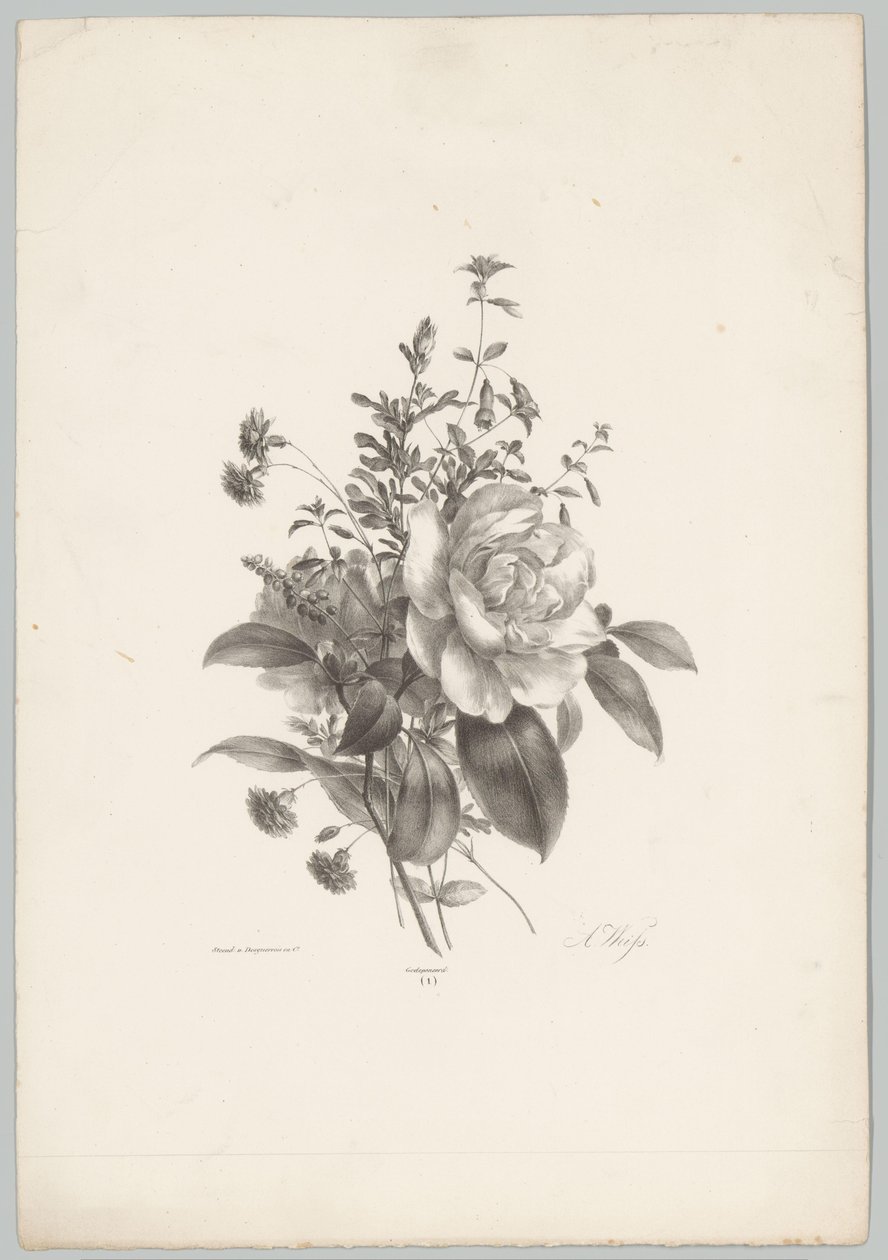 Rózsa, szegfű és fukszia Flower and Fruit Studies (...) 10. epizód (sorozat címe) alkotó: Anton Weiss