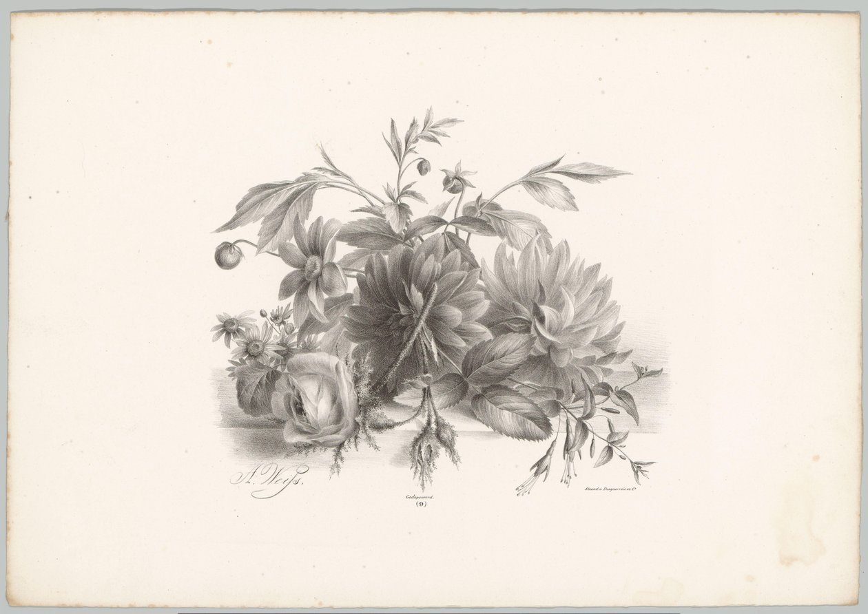 Rózsák, dáliák és fukszia Flower and Fruit Studies (...) 10. epizód (sorozat címe) alkotó: Anton Weiss