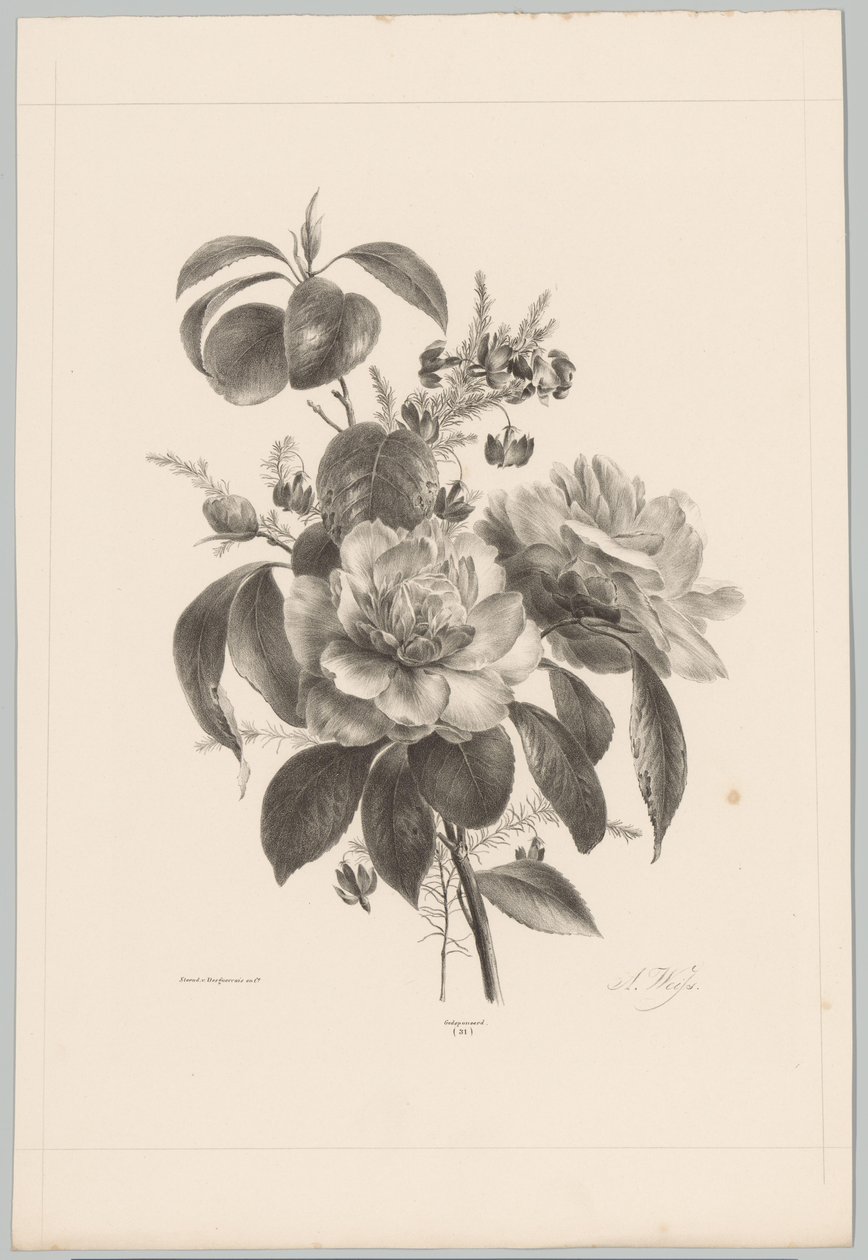 Rózsák és egyéb virágok Flower and Fruit Studies (...) 10. epizód (sorozat címe) alkotó: Anton Weiss