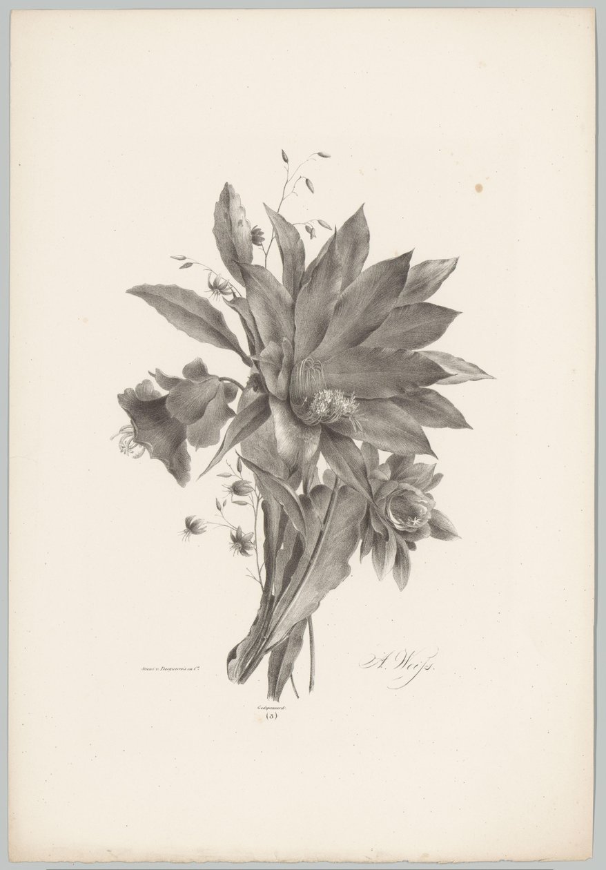 Csillag és harang alakú virágok Flower and Fruit Studies (...) 10. epizód (sorozat címe) alkotó: Anton Weiss