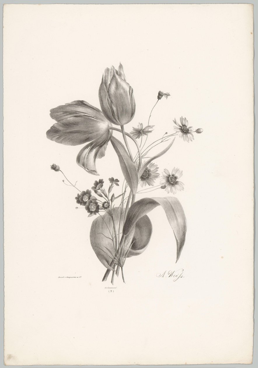 Tulipánok és százszorszépek Flower and Fruit Studies (...) 10. epizód (sorozat címe) alkotó: Anton Weiss