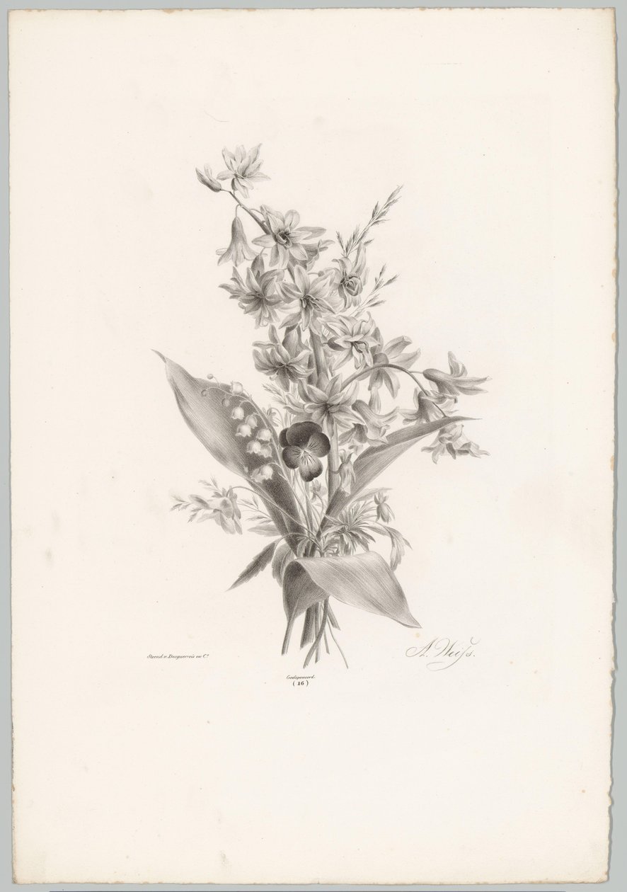 Árvácska és jácint és harang alakú virágok Flower and Fruit Studies (...) 10. epizód (sorozat címe) alkotó: Anton Weiss