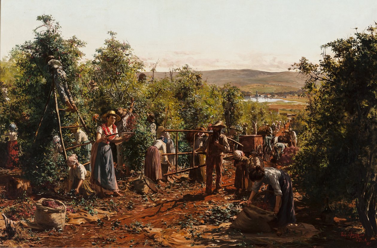 A szüret, Fazenda Santa Gertrudes - Araras, SPn alkotó: Antonio Ferrigno