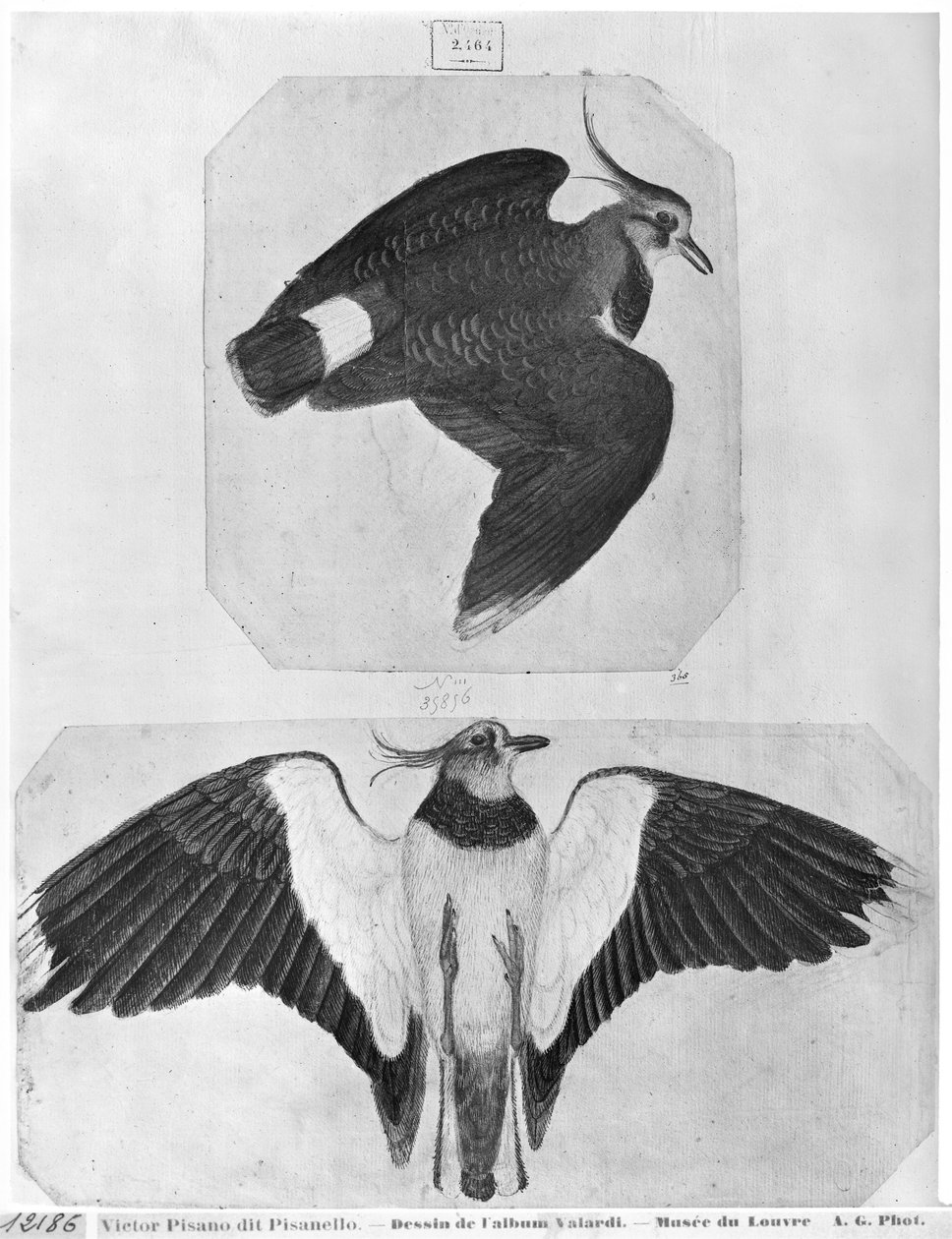 Papagájok, a The Vallardi Albumból (toll, tinta és wc papíron) alkotó: Antonio Pisanello