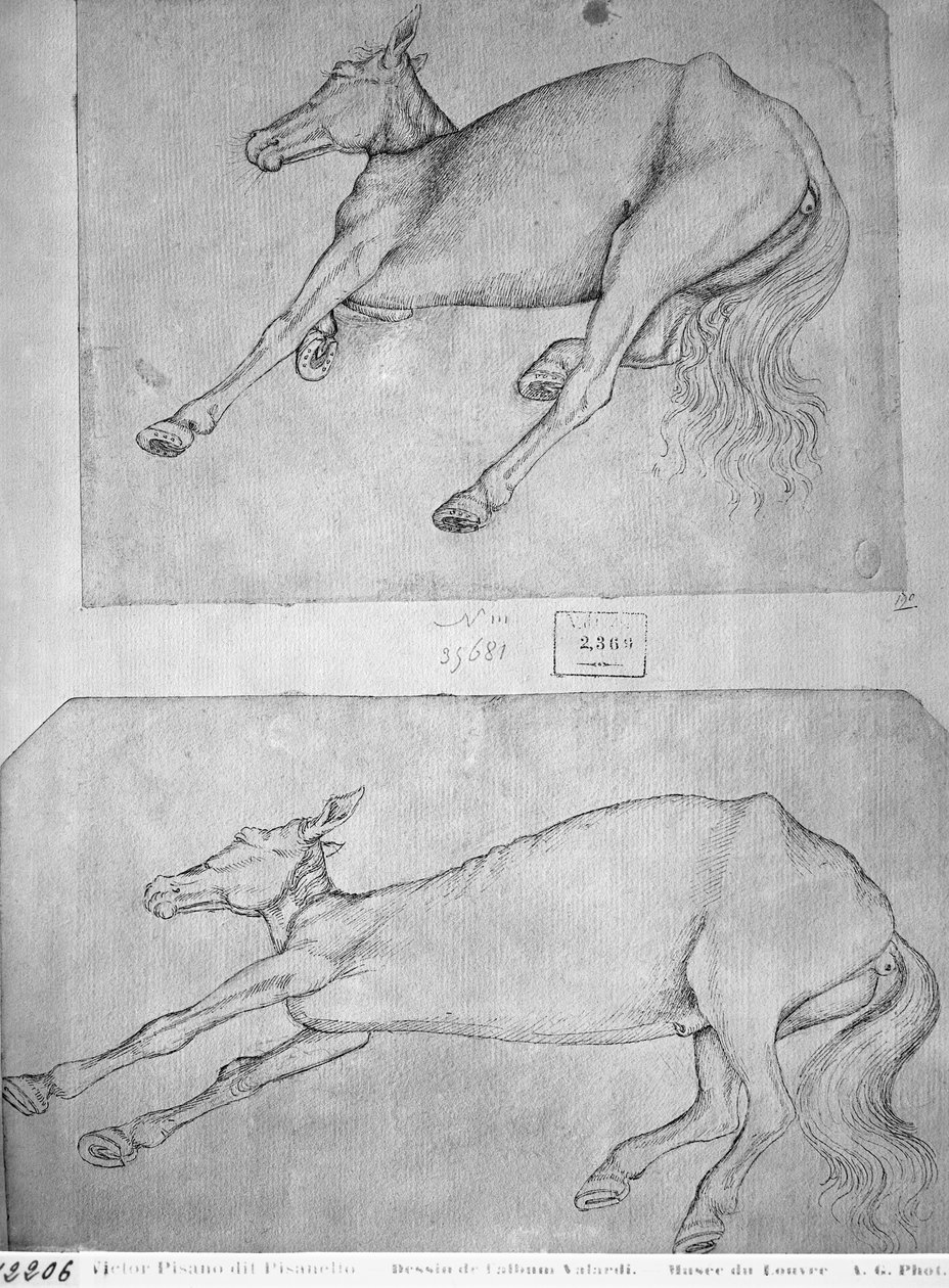 Döglött lovak, a Vallardi albumból alkotó: Antonio Pisanello