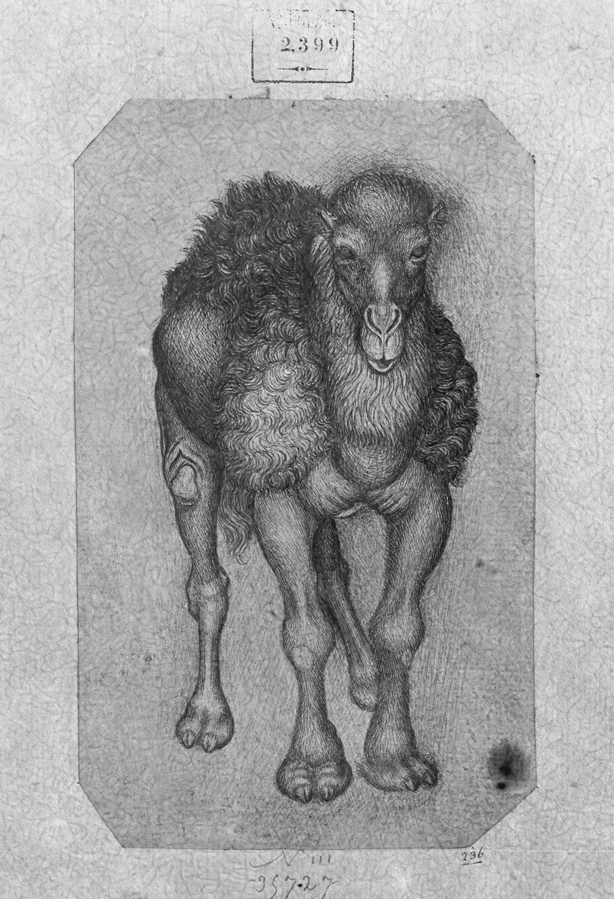 Dromedary, a Vallardi albumból alkotó: Antonio Pisanello